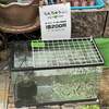 らんちゅう黒子大量入荷