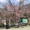 春の京都　桜の名所を巡る　その１二条城
