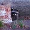 特定外来生物アライグマに出会いました