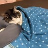 その後のコタの経過