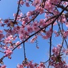 散歩　桜