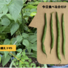 つるなしインゲン11【今日も食べる分だけ収穫】