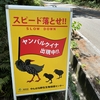 【沖縄やんばる】ヤンバルクイナが道路にいます！ご注意下さい #Shorts