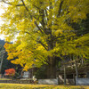 花脊春日神社の大イチョウ