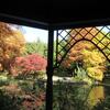 お待たせ、燃えるような紅葉