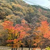 山梨県道志村に紅葉狩りに来た
