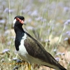 Red-wattled Lapwing インドトサカゲリ (インドの鳥その86)