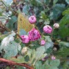 寒菊の蕾がほころび始めてきました