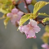 河津桜が少し咲いていました。