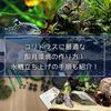 コリドラスに最適な飼育環境の作り方！水槽立ち上げの手順も紹介！