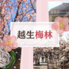 【埼玉】越生梅林に行ってきました｜都幾川 四季彩館の日帰り温泉＆とき庵の蕎麦