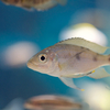 オフタルモティラピア・ベントラリス Ophthalmotilapia ventralis