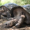 ガラパゴスゾウガメの宝庫！イサベラ島編