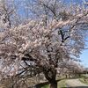 秋田県は早くも「クマ出没警報」を出しました...。