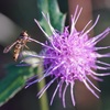 いつものフィールド，立冬の花