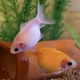金魚の寝相って知ってる？無駄に金魚に驚かされ無い為の体験談