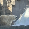 ミユキちゃん安らかに