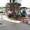 樹木の移植工事②