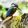 7月のカワセミとメジロ🐤