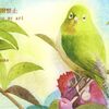 水彩画　メジロ