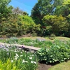 藤田記念庭園のハナショウブがきれい・涼を呼ぶ庭園カフェで食べたい「かき氷」