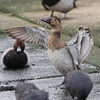 ２０２３年２月　千葉県にて野鳥観察。（アルパインツアーサービスの日帰り野鳥観察ツアーに参加）