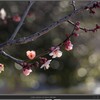 梅の花を撮る（2022年の1)
