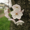 花見とアウトレット