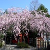 水火天満宮の紅しだれ桜2021。見ごろや開花状況【動画あり】