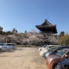 根来寺の「桜」2019年…見頃は？