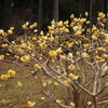 3月上旬のあいかわ公園自然情報