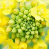 ピエリ守山の隣で菜の花を撮る