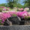 ツツジ開花状況　　(熊本県菊池郡大津町