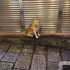 台湾犬天国