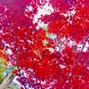 富士五湖　本栖湖へ紅葉見に行ってきました！