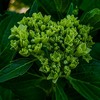 2026年6月29日　早朝の撮影散歩