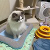 夜に何度もかくれんぼしたふくちゃん