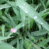 現代版枕草子「すさまじきもの」
