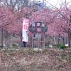 【伯耆町丸山】河津桜の丘公園