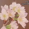 玉名市天水町の啓翁桜、別名『てんすい桜』が見頃【熊本】 