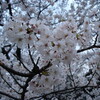 2010年桜咲く。