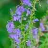 ９月の赤塚植物園、その１。