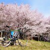 桜ガンガン咲いてる！ロードバイクが気持ちいい！！😍