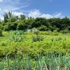 家庭菜園　畑の様子（梅雨の暑い夏）　2025年7月12日