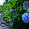アジサイ剪定直前の「明月院」を訪ねた7月の鎌倉散策。