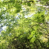 憧れの白神山行〜白神山地を見に行く①