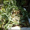 ベランダタマネギの収穫