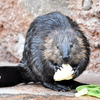 好きな食べ物は、かたまりのキャベツです。