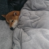 柴もコタツで丸くなる