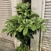 ビワ